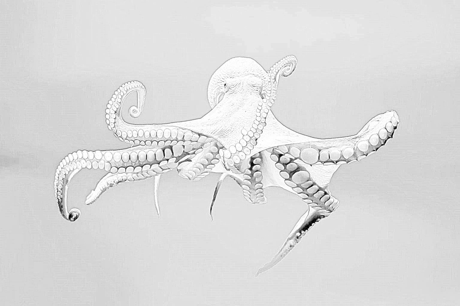 "Octopus image processed to look like a pencil sketch"