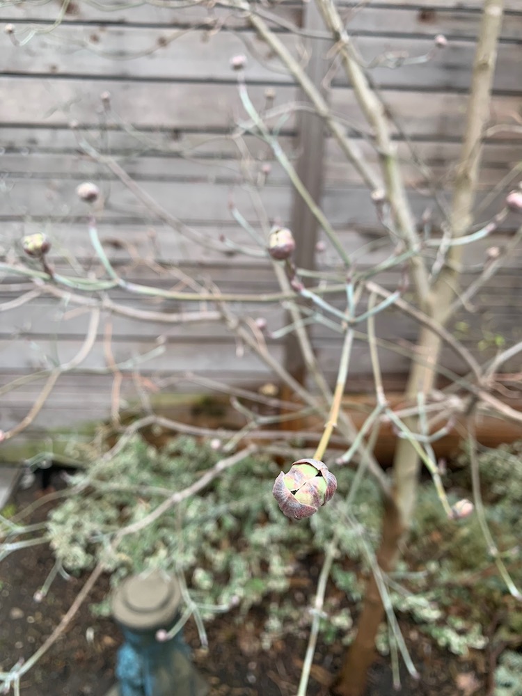 Picture of close up of a dogwood flower bloom beginning to bud