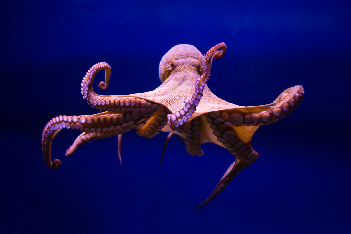 "Octopus picture"