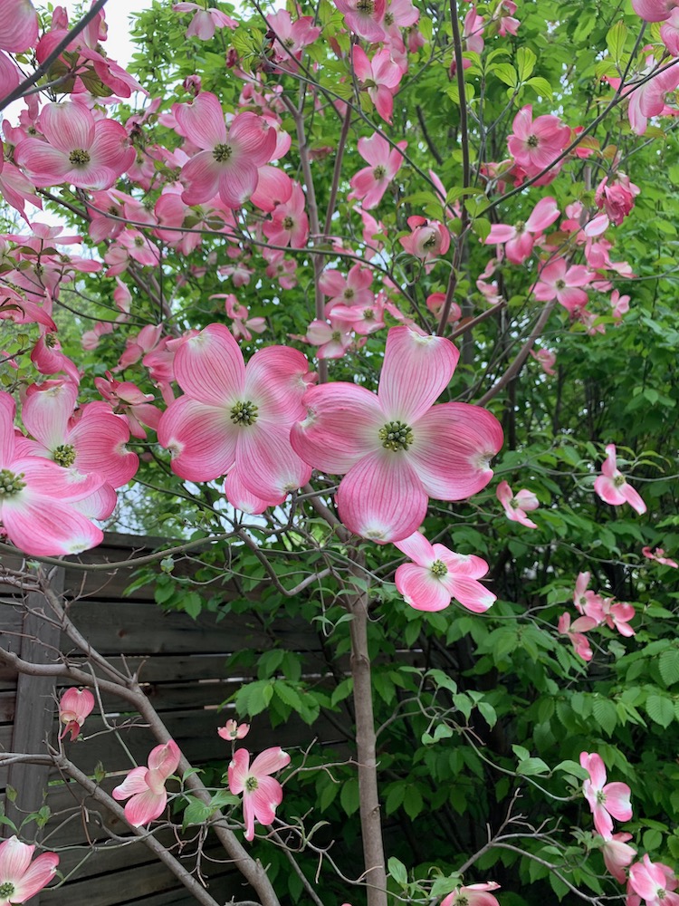 Picture of close up of a dogwood flower in full bloom
